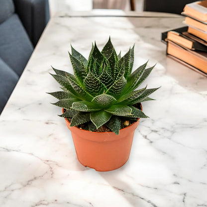 Aloe aristata 'Safari Ami'