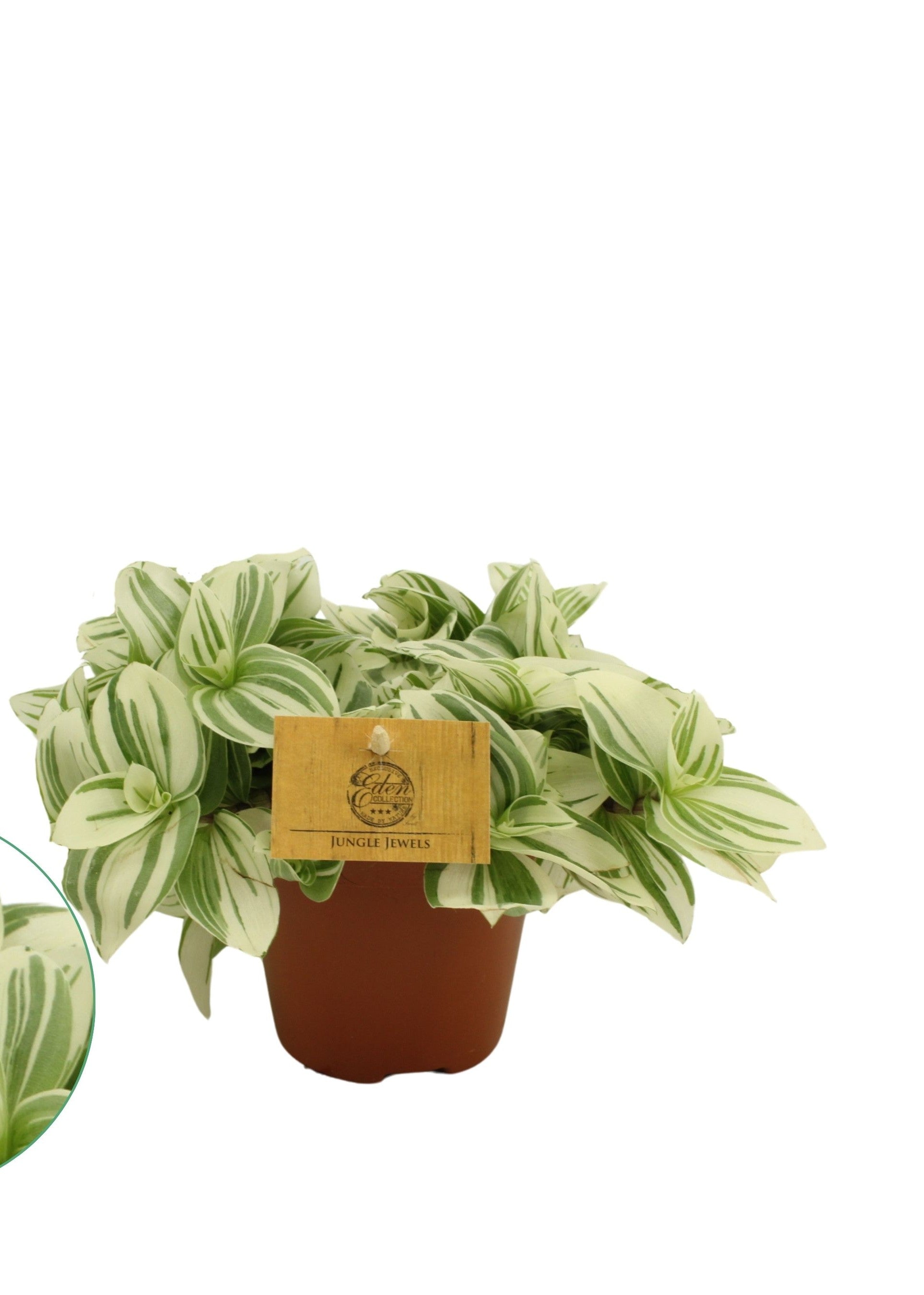 Tradescantia cerinthoides Brightness in vaso, pianta ricadente con foglie striate verde e crema