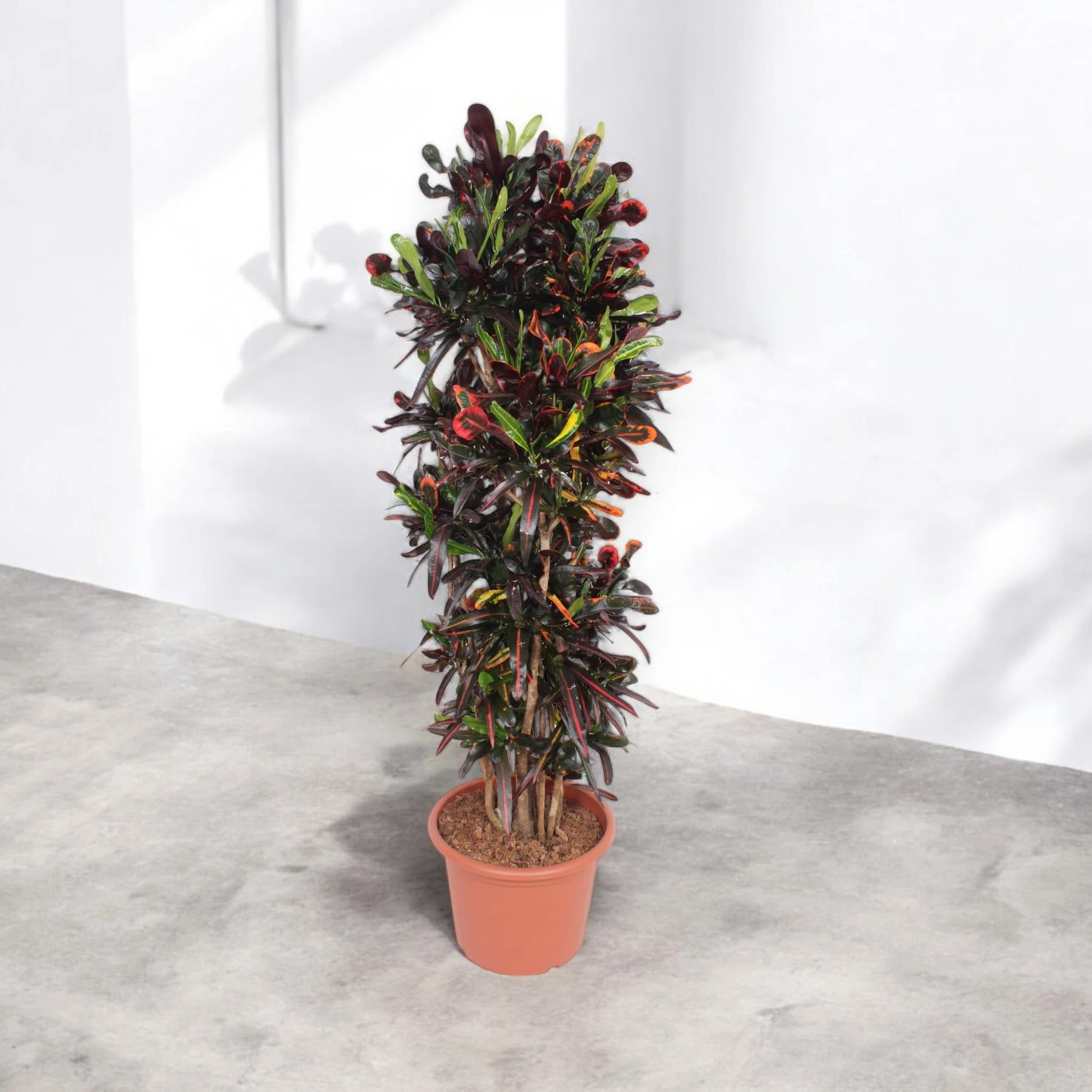 Codiaeum variegatum 'Mammi'