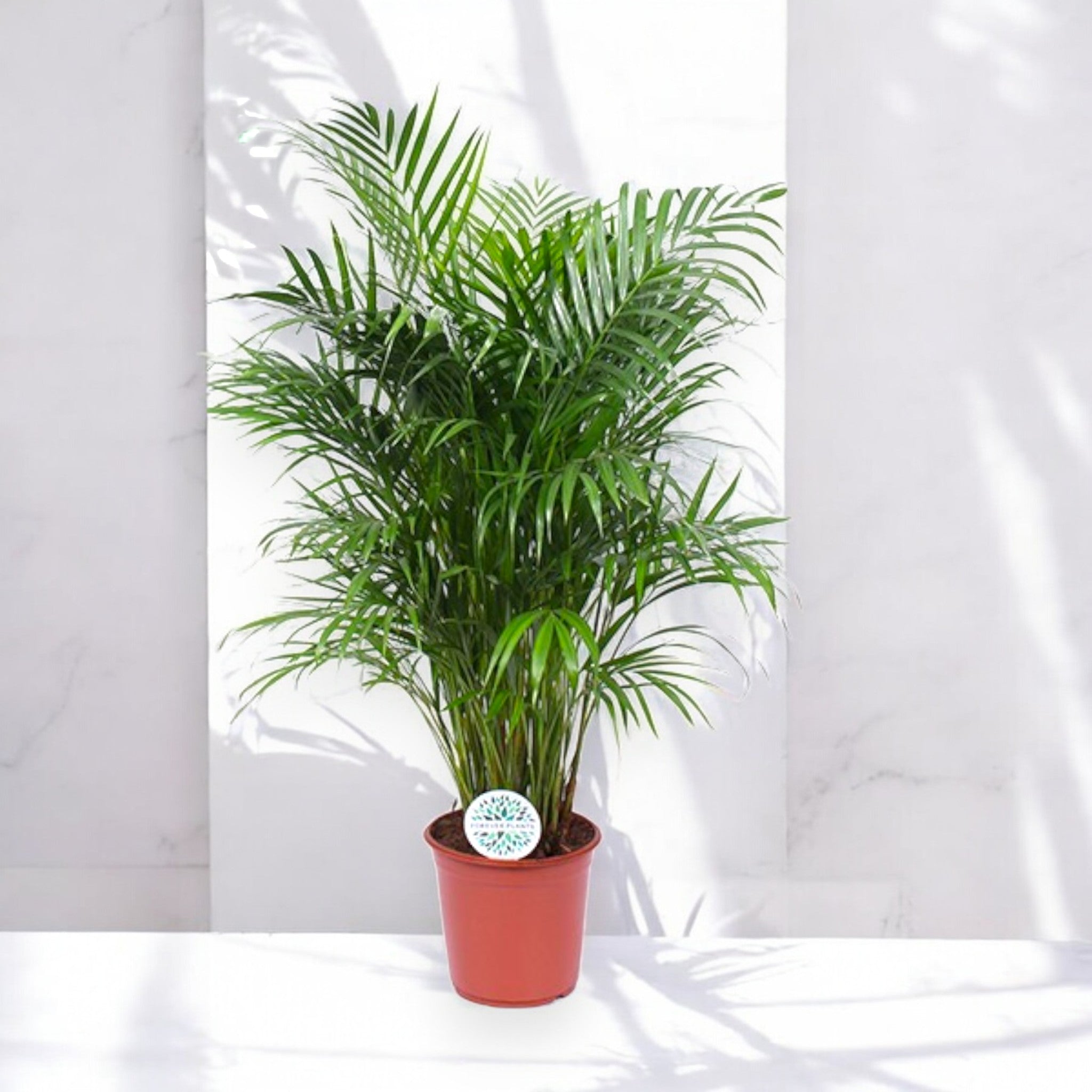 Areca - Dypsis lutescens