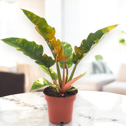 Philodendron ring of Fire