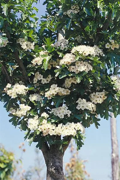 Dettaglio fiori bianchi profumati e foglie lobate del Crataegus monogyna biancospino comune