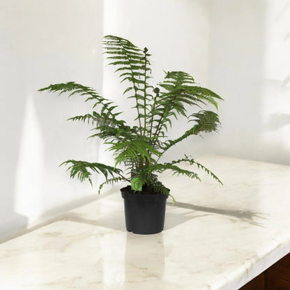 Dicksonia antarctica
