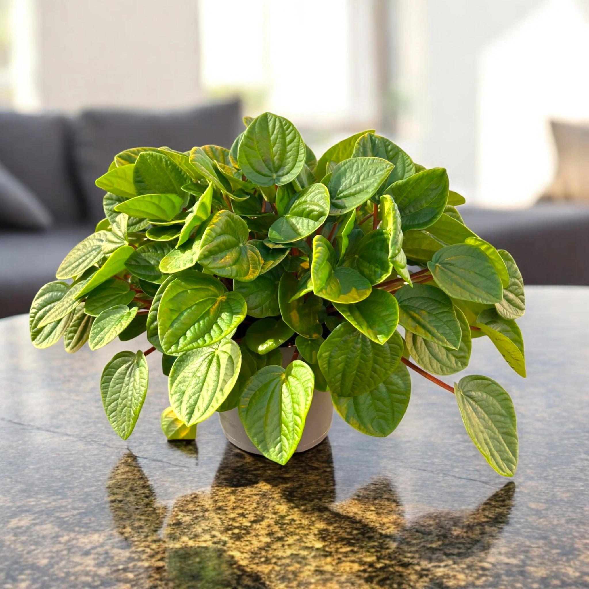 Peperomia albovittata 'Rana verde'