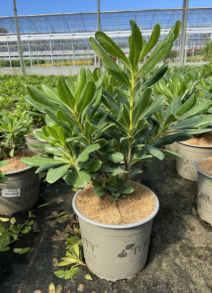 Pittosporo - Pittosporum tobira