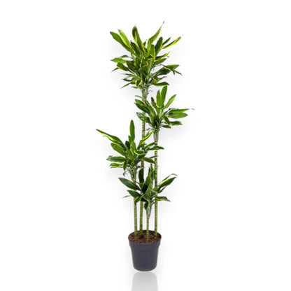 Dracaena fragrans Golden Coast con foglie striate oro in vaso, pianta da interno elegante