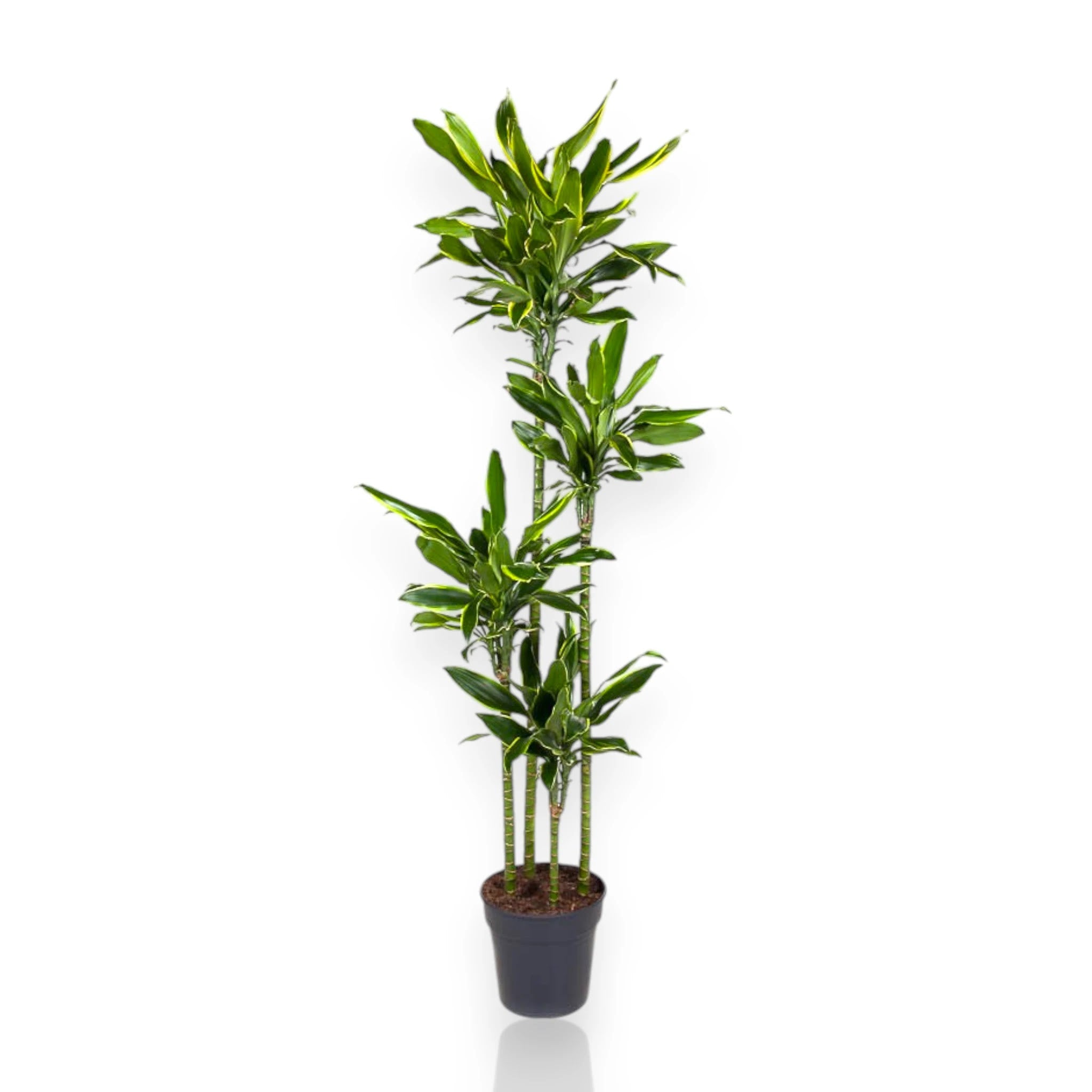 Dracaena fragrans Golden Coast con foglie striate oro in vaso, pianta da interno elegante