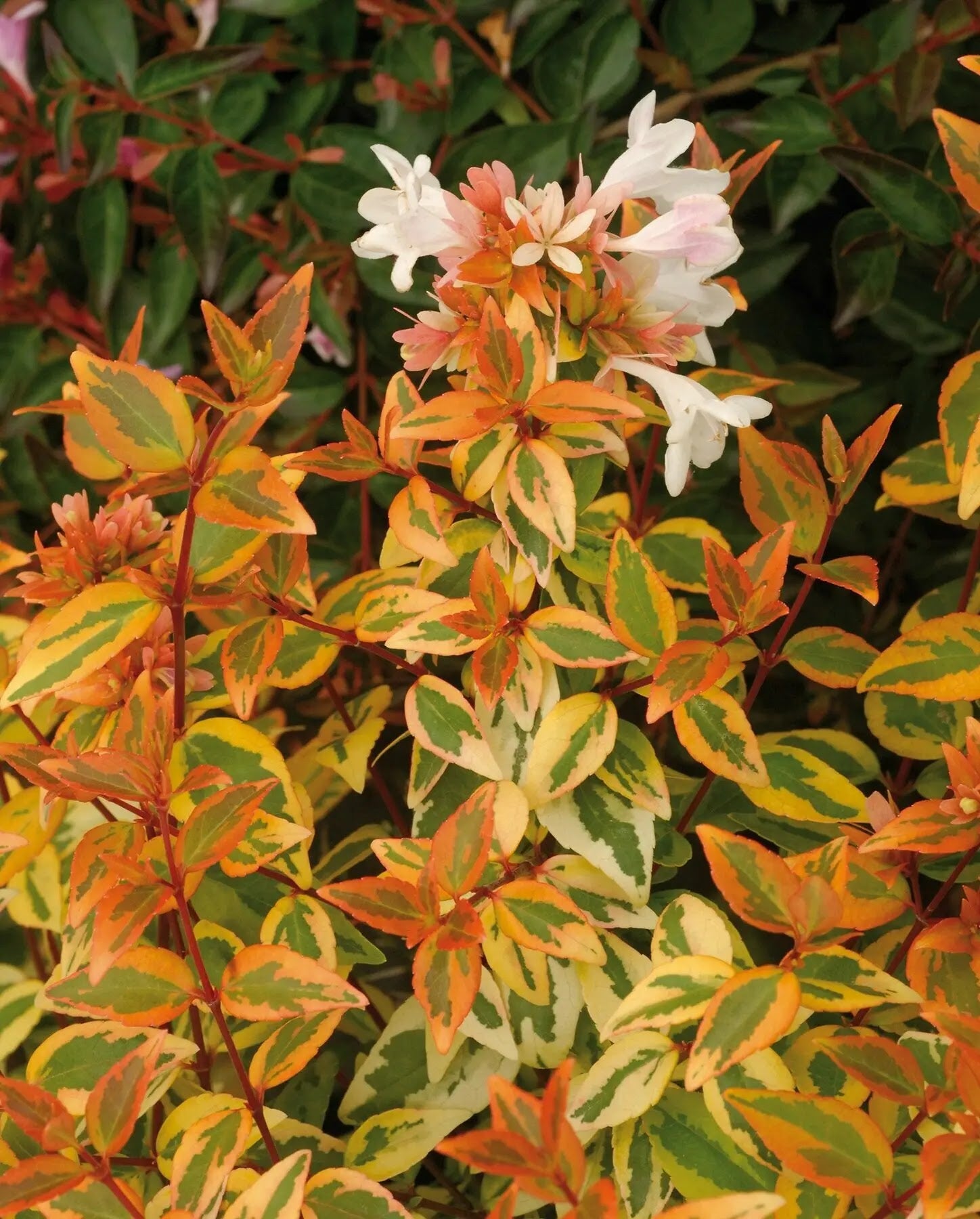 Abelia grandiflora
