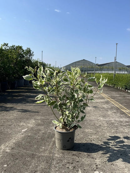 Dettaglio foglie variegate bianco-verdi di Cornus alba Elegantissima corniolo ornamentale