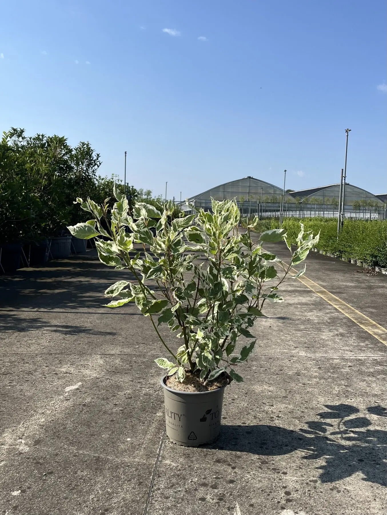 Dettaglio foglie Cornus alba Elegantissima grigio-verdi bordate di bianco cremoso