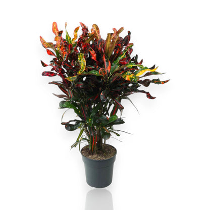 Codiaeum variegatum 'Mammi'