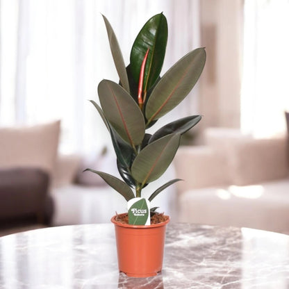 Ficus elastica 'Abidjan'