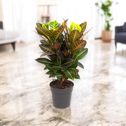 Codiaeum variegatum 'Petra'
