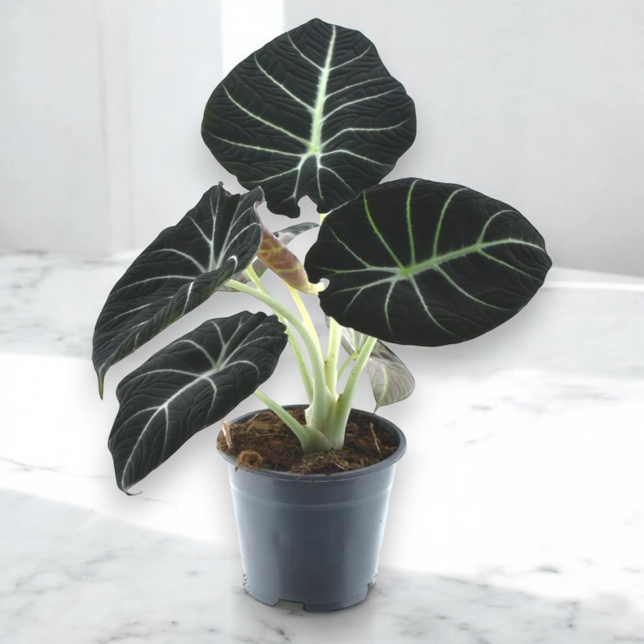 Alocasia 'Black velvet'