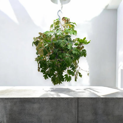 Cissus rhombifolia 'Ellen Danica'