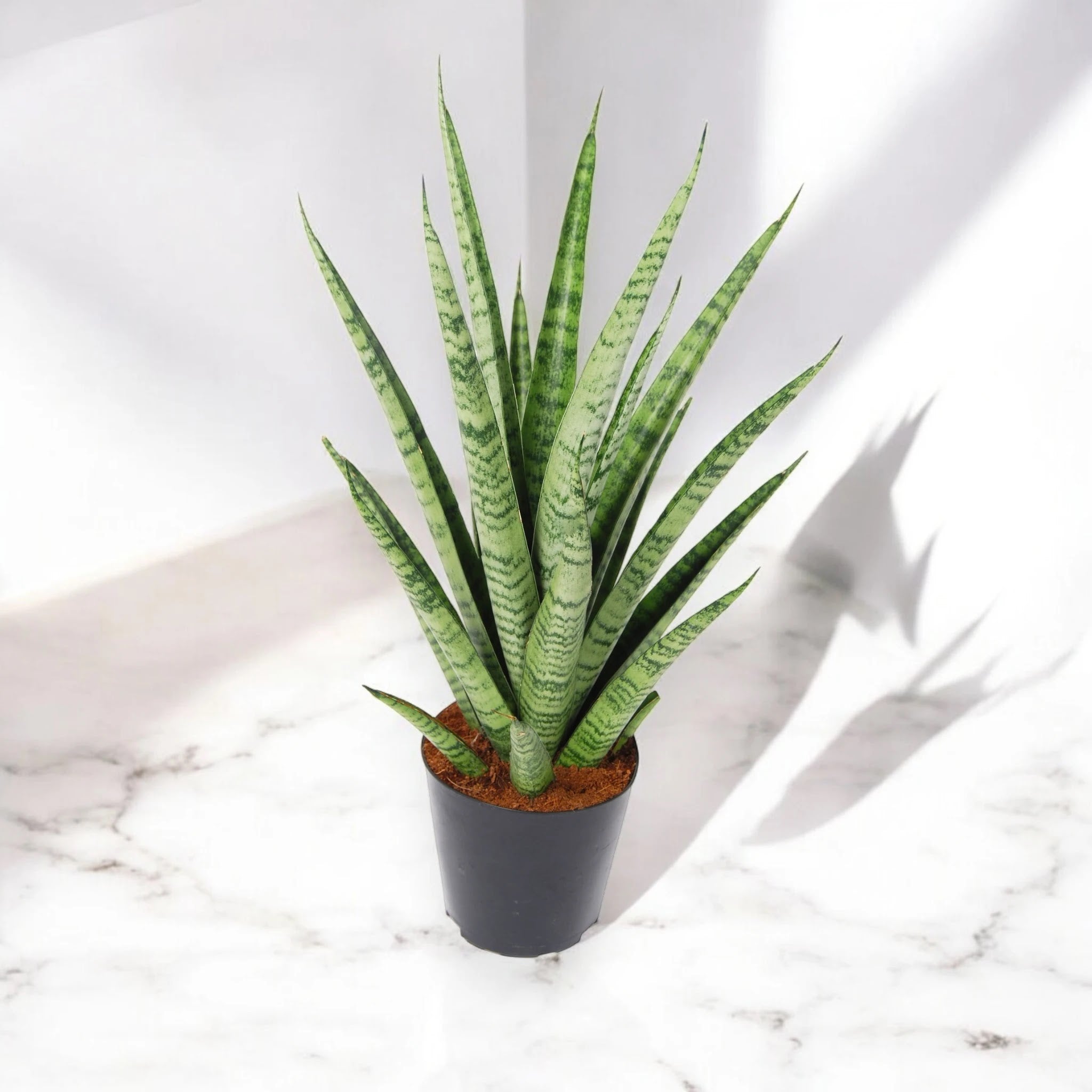 Sansevieria trifasciata 'Pineapple'