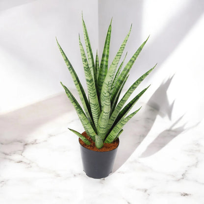 Sansevieria trifasciata 'Pineapple'