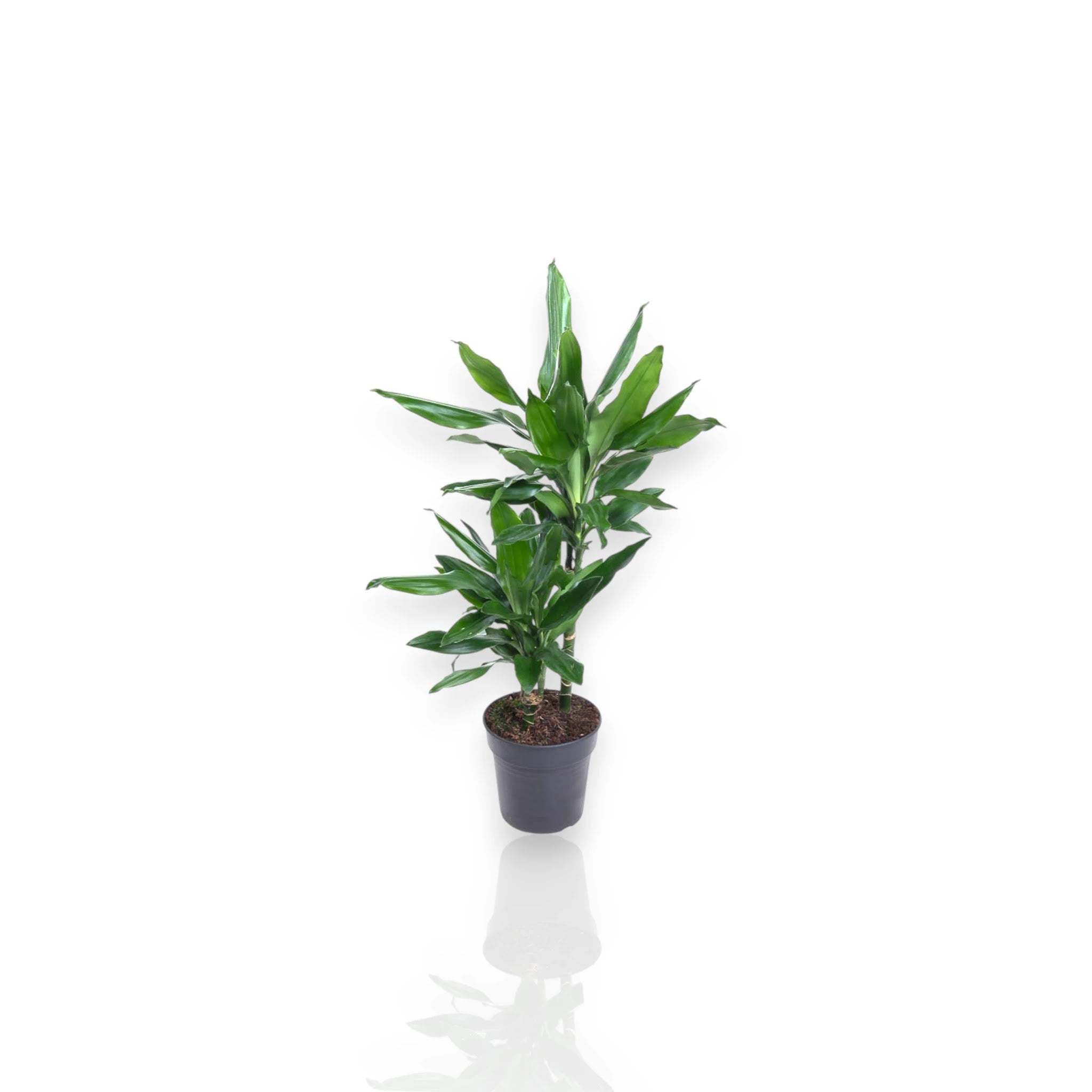 Dracaena fragrans 'Janet Lind'