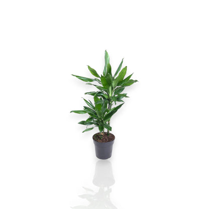 Dracaena fragrans 'Janet Lind'