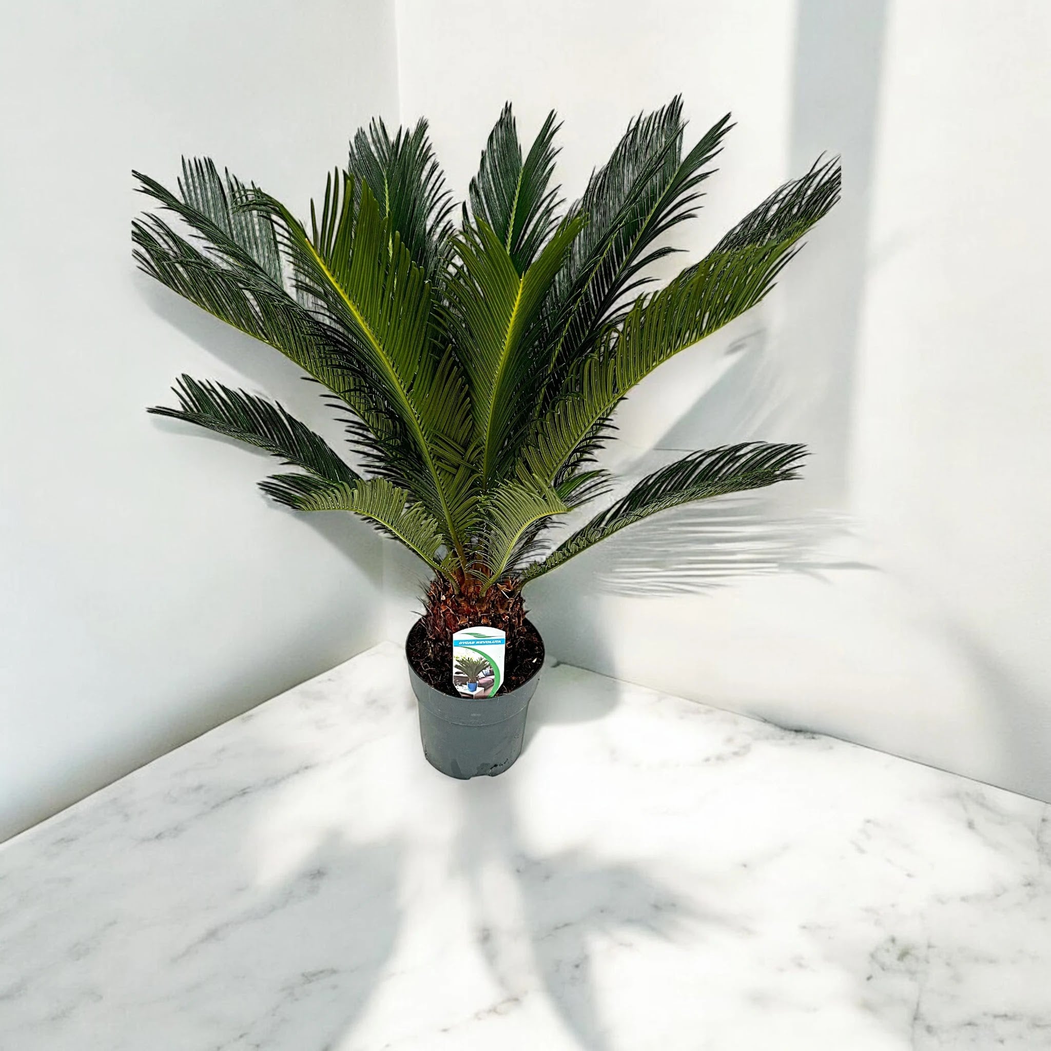 Cycas revoluta