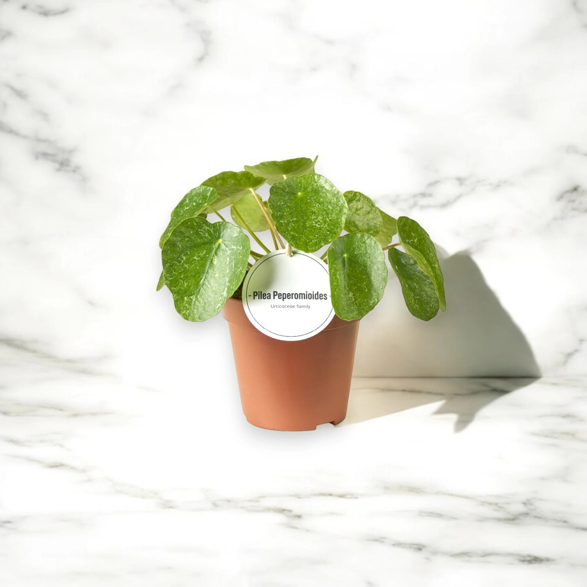 Dettaglio foglia tonda di Pilea Sugar con variegatura crema sui margini verdi