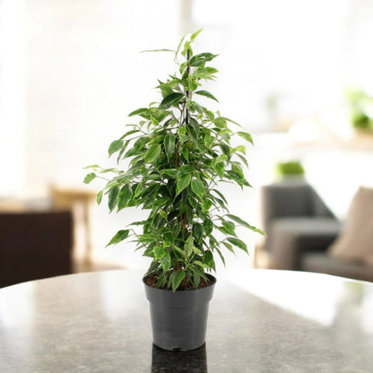 Ficus benjamina 'Anastasia'