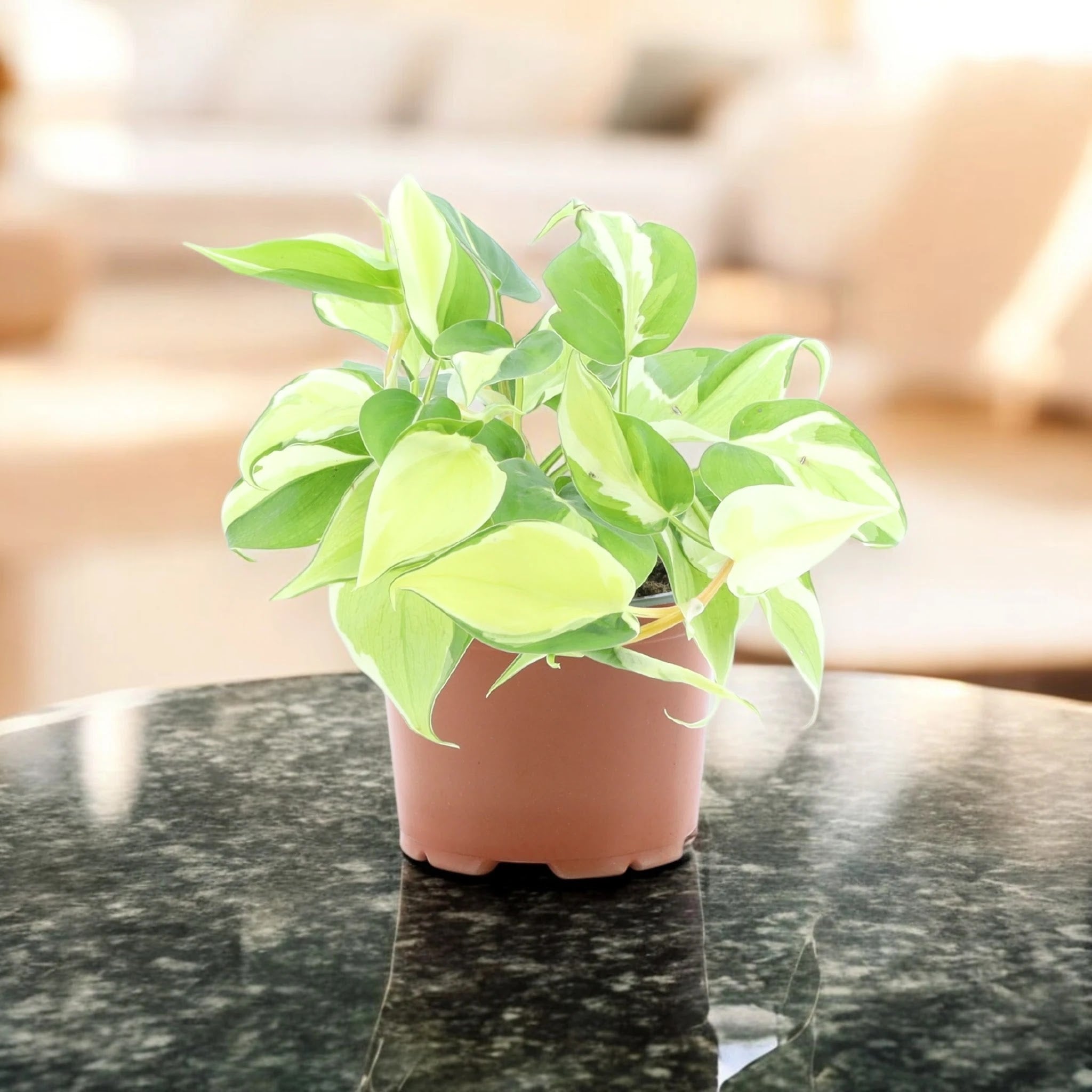 Philodendron scandens