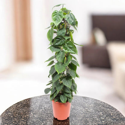 Philodendron scandens