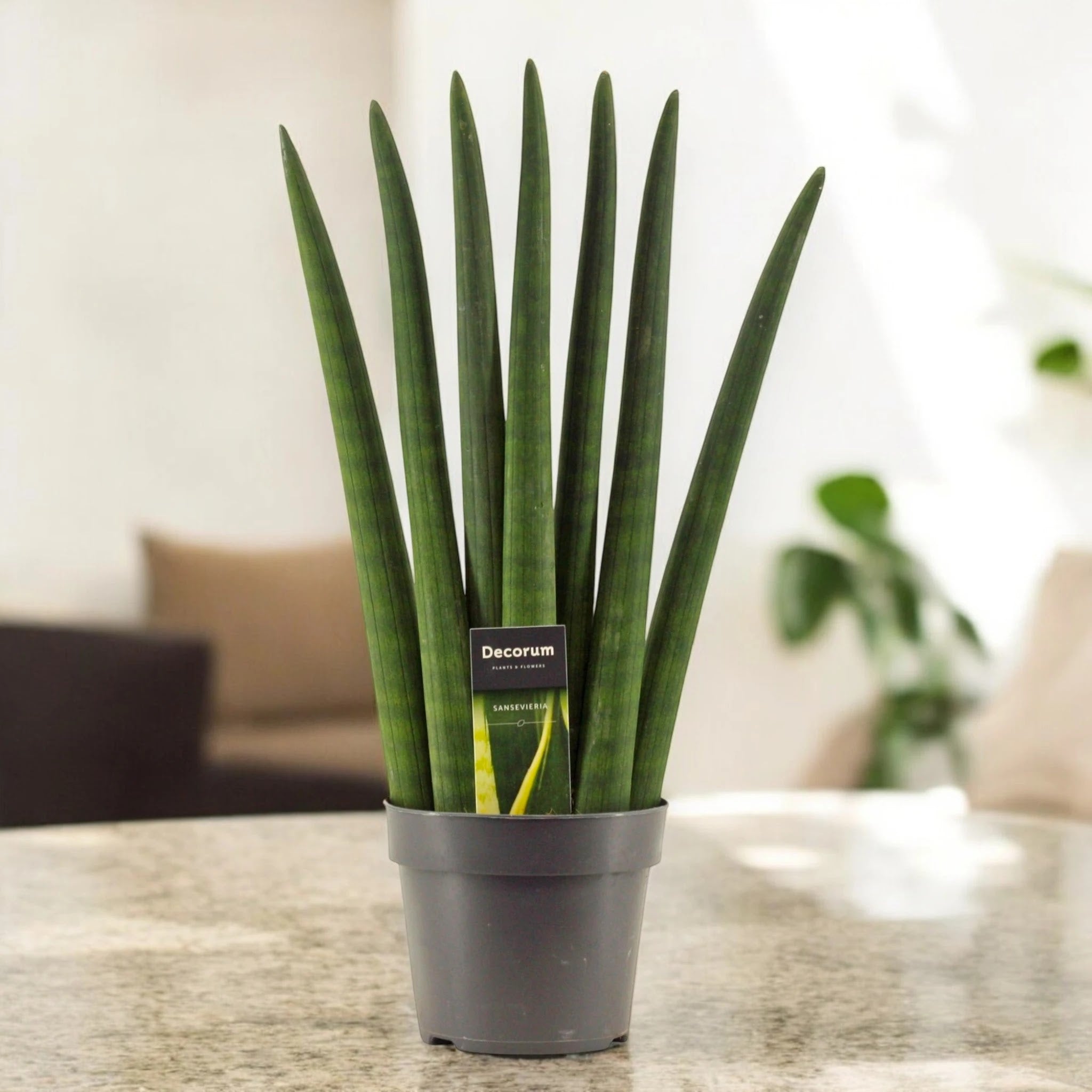 Sansevieria cylindrica 'Fan'