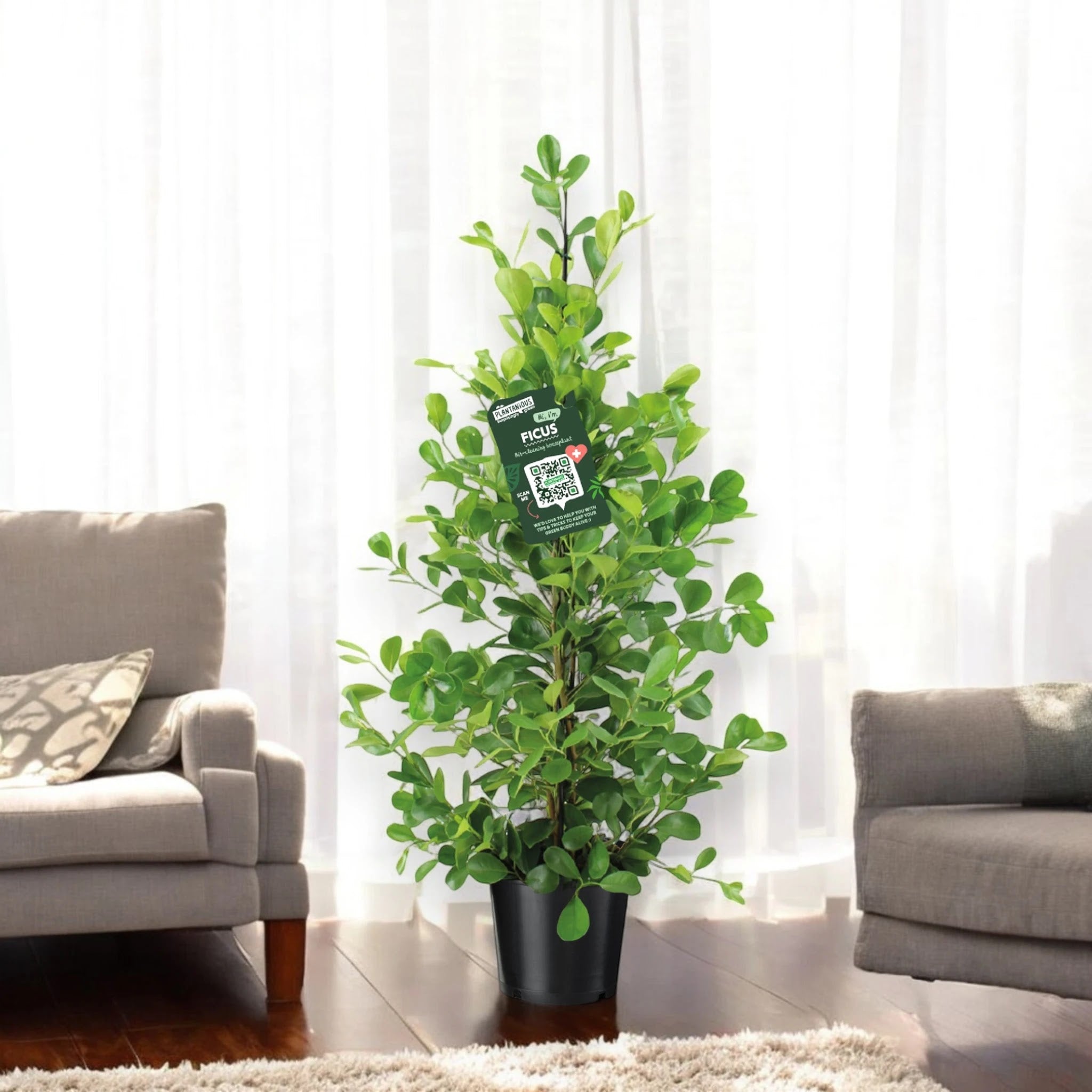 Ficus microcarpa 'Moclame'