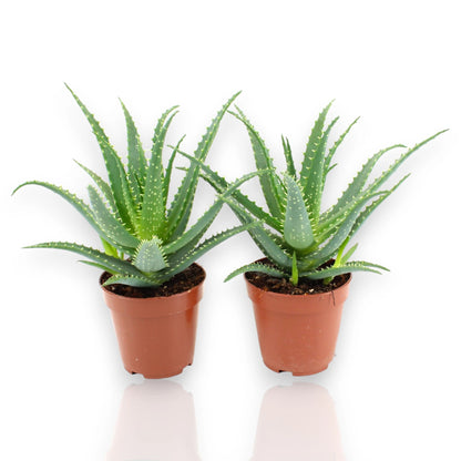 Aloe arborescens in vaso, succulenta con rosetta di foglie carnose verde-azzurre