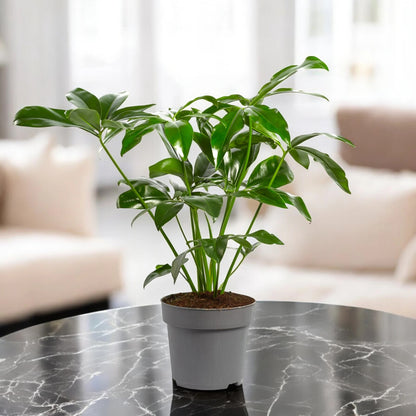 Philodendron 'Fun bun' Green wonder