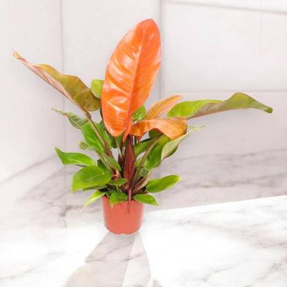 Philodendron 'Prince of orange'