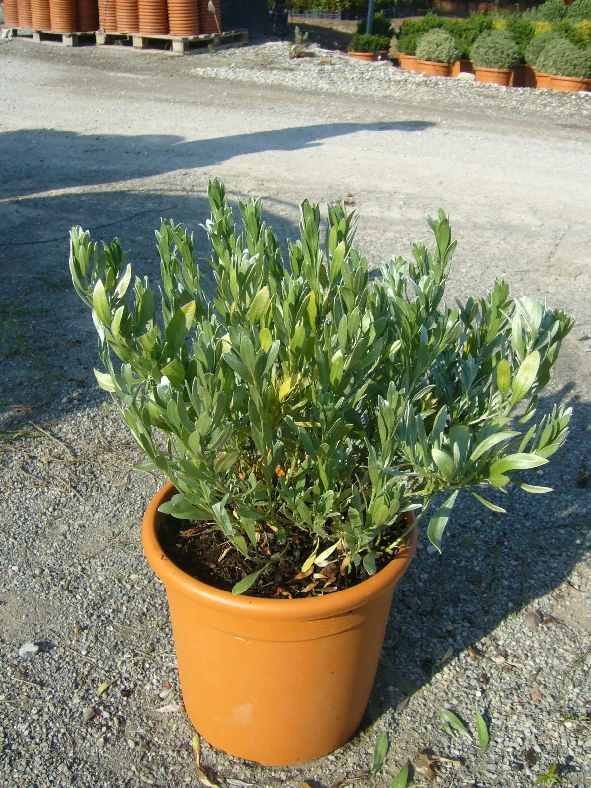 Convolvulus cneorum arbusto compatto con fogliame grigio-argento e fiori bianchi in giardino mediterraneo