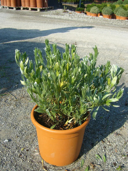 Convolvulus cneorum arbusto compatto con fogliame grigio-argento e fiori bianchi in giardino mediterraneo