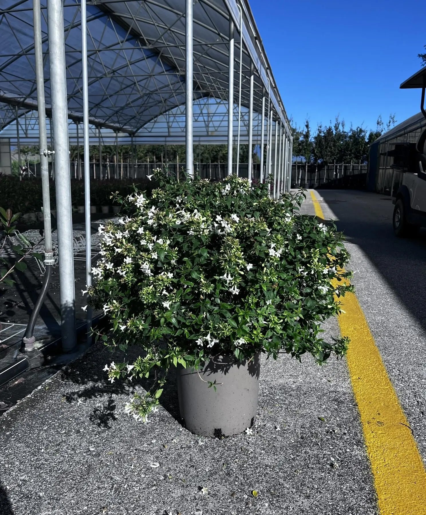 Abelia grandiflora