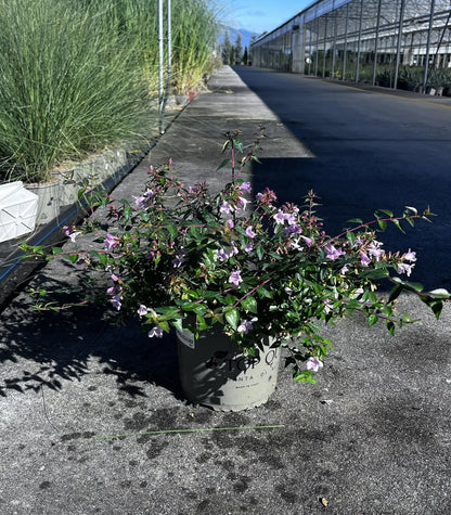 Abelia grandiflora