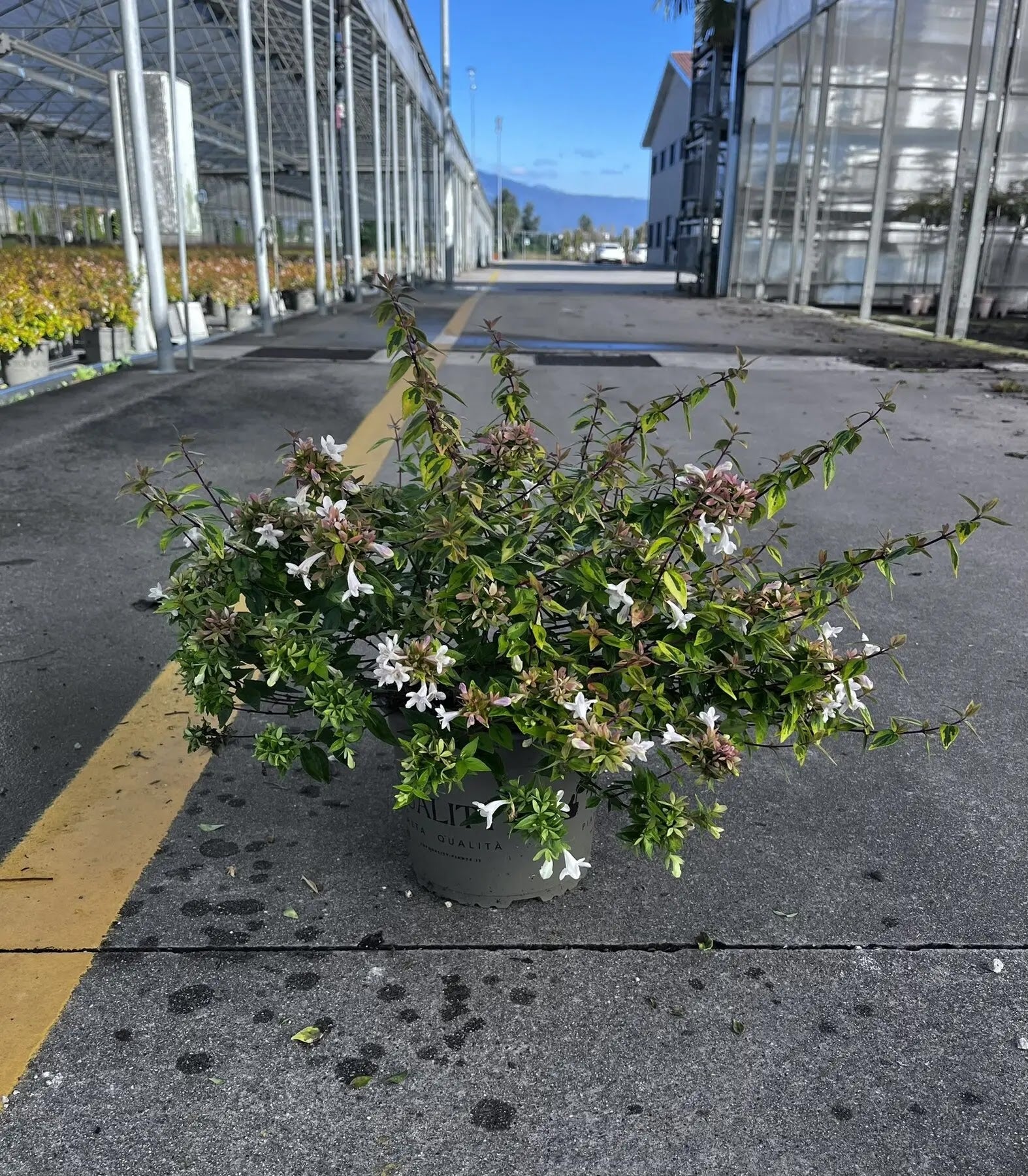Abelia grandiflora
