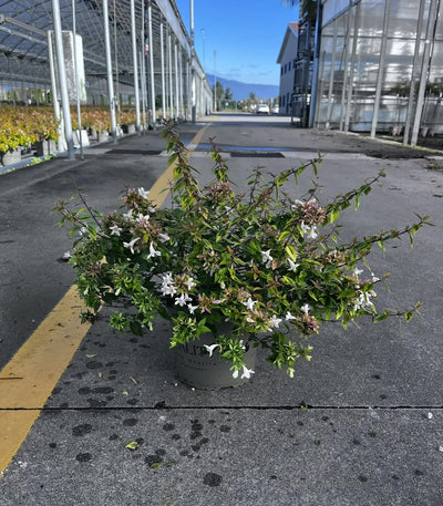 Dettaglio foglie variegate e fiori bianchi profumati di Abelia grandiflora Kaleidoscope