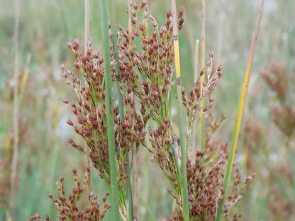 Cespo di Juncus inflexus con steli grigio-verdi flessibili in giardino acquatico