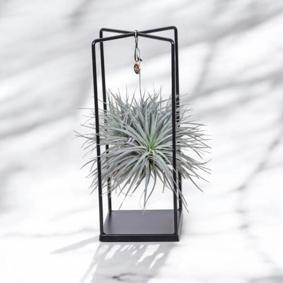 Tillandsia 'Cube'