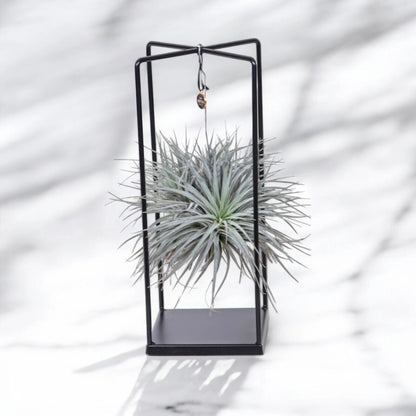 Tillandsia 'Cube'