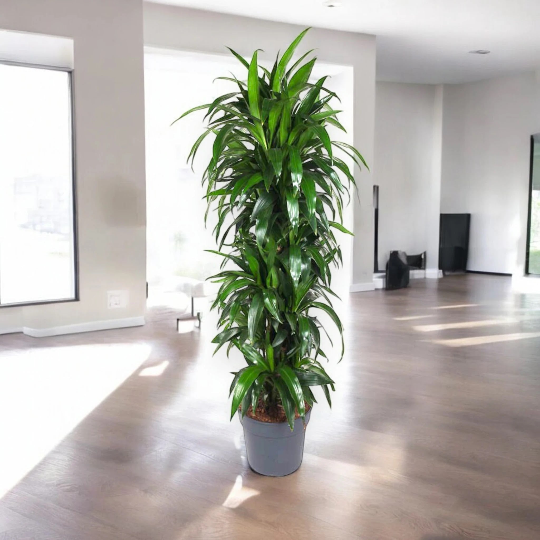Dracaena fragrans 'Janet craig'