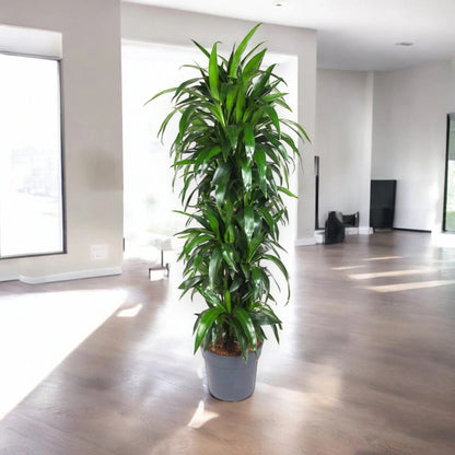 Dracaena fragrans 'Janet craig'