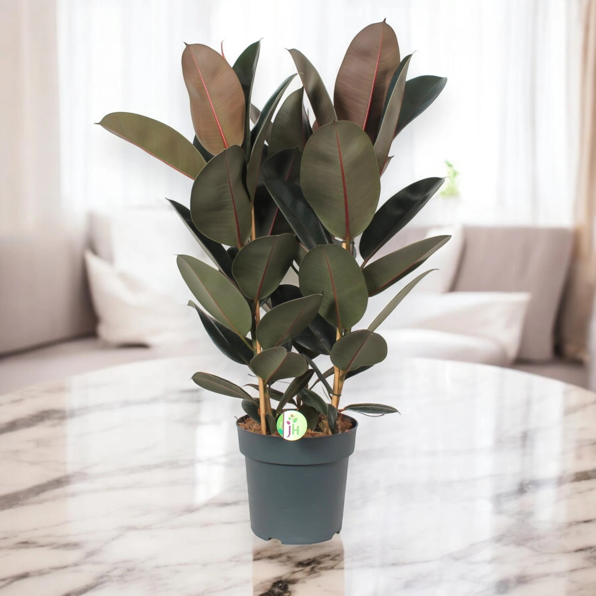 Ficus elastica 'Abidjan'