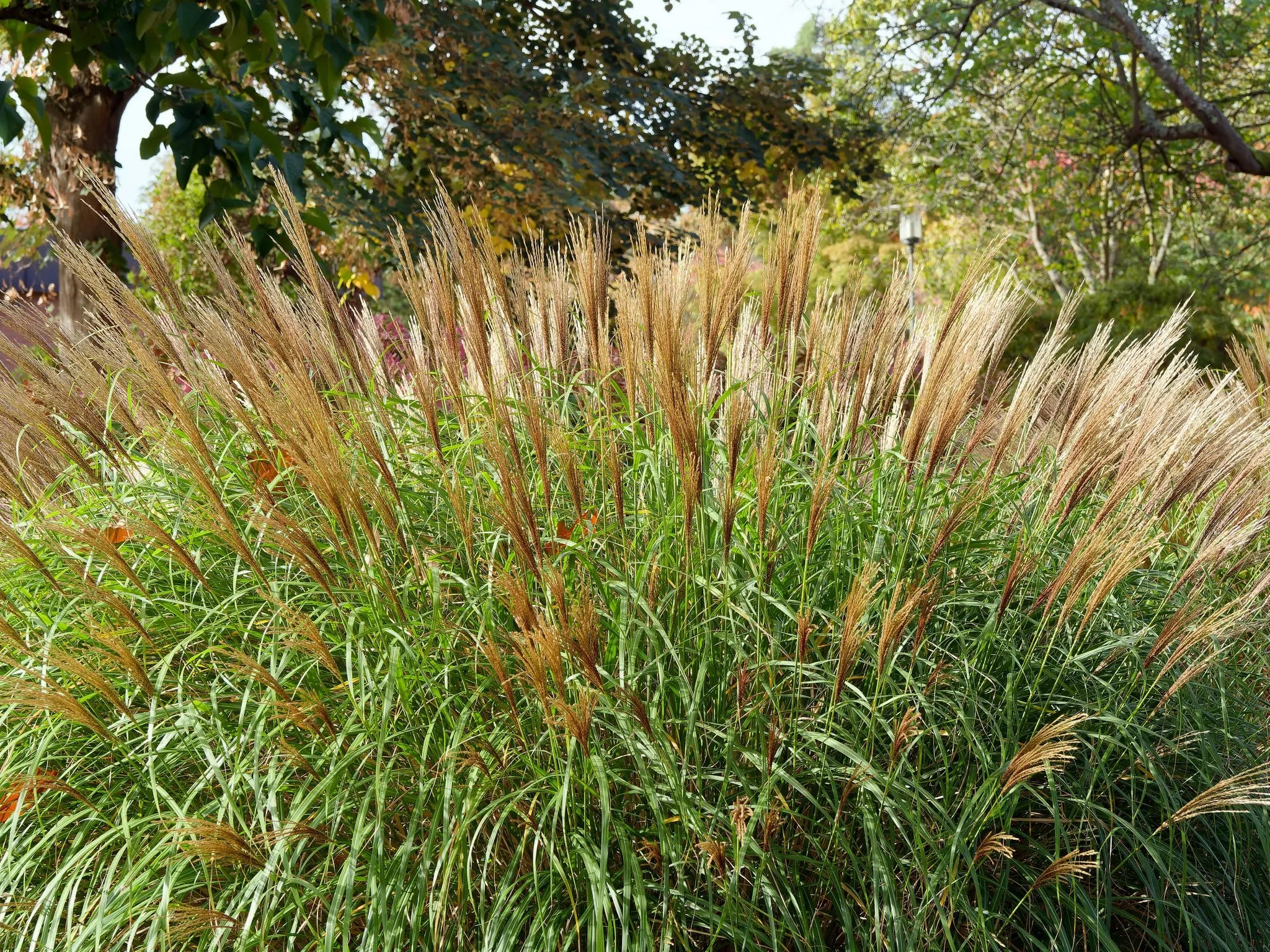 Calamagrostis Karl Foerster in bordura mista da giardino estivo