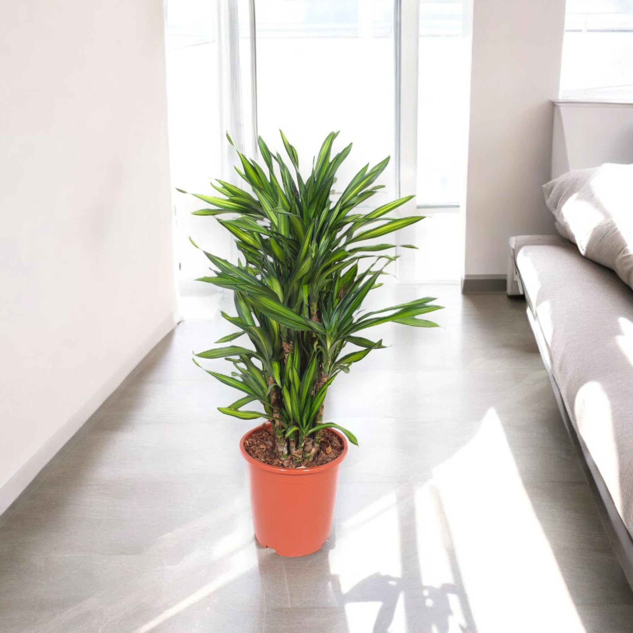 Dracaena fragrans 'Riki'