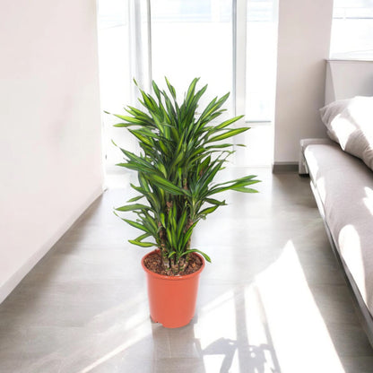 Dracaena fragrans 'Riki'
