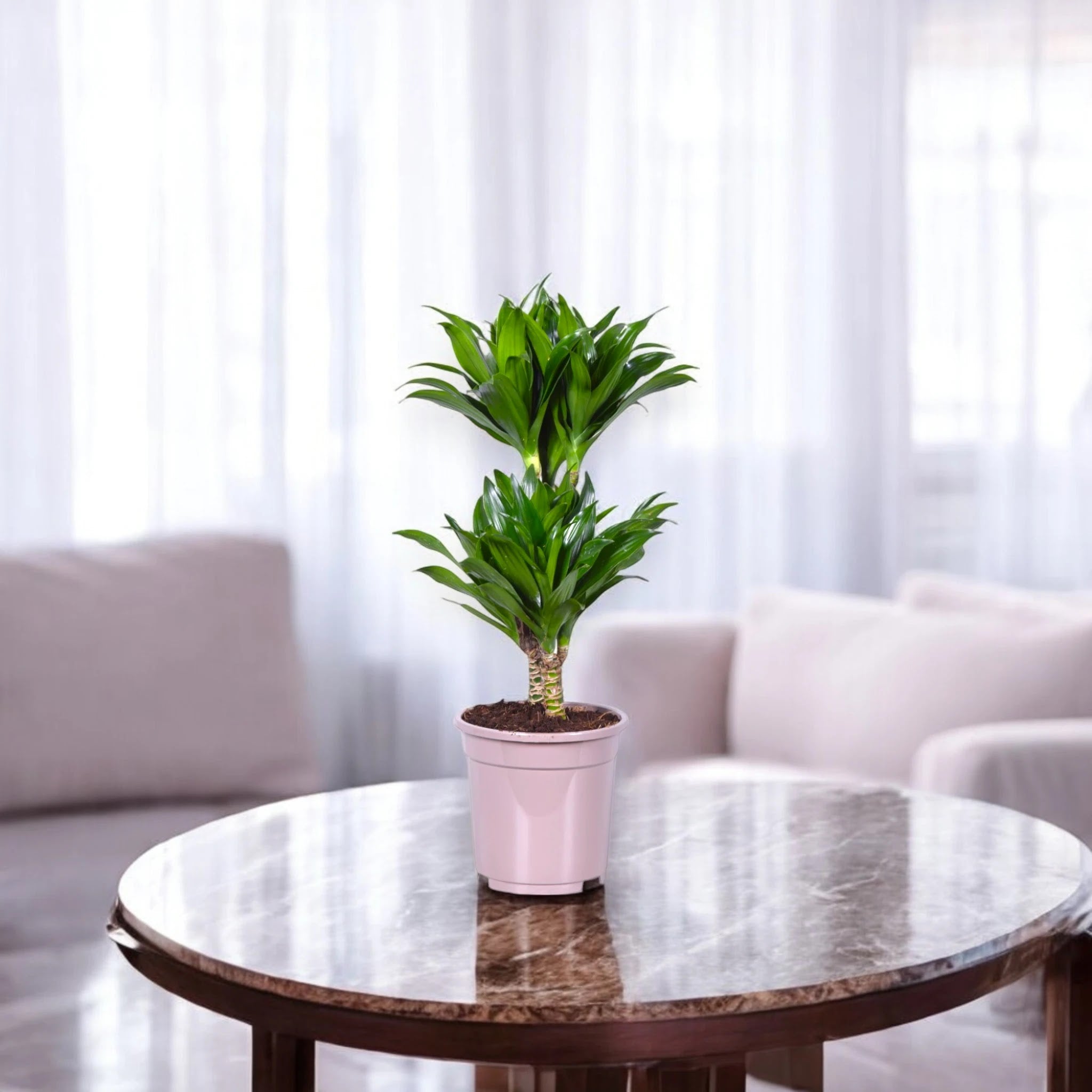 Dracaena fragrans 'Compacta'
