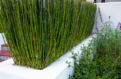Equisetum hyemale Coda di Cavallo coltivato in vaso da laghetto